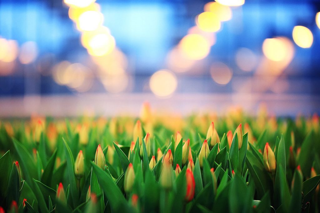 Blooming under LED lightings